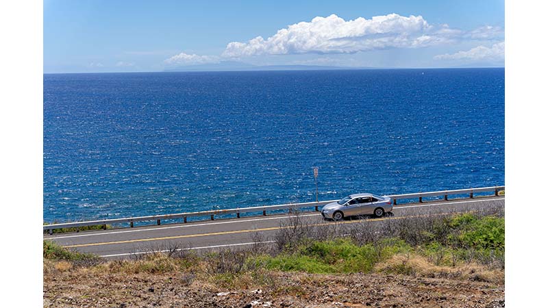 ✨✨✨オオハマボウ中株【麗粒イボ系◎太幹山形】検/オキナワガンピ・パッケージ品 ハワイ・オアフ島ポポイア島（フラットアイランド）カイルアベイ