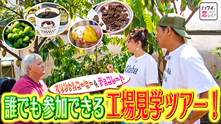 ハワイに恋して！の放送予定 | 旅・グルメ番組 | BS無料放送ならBS12