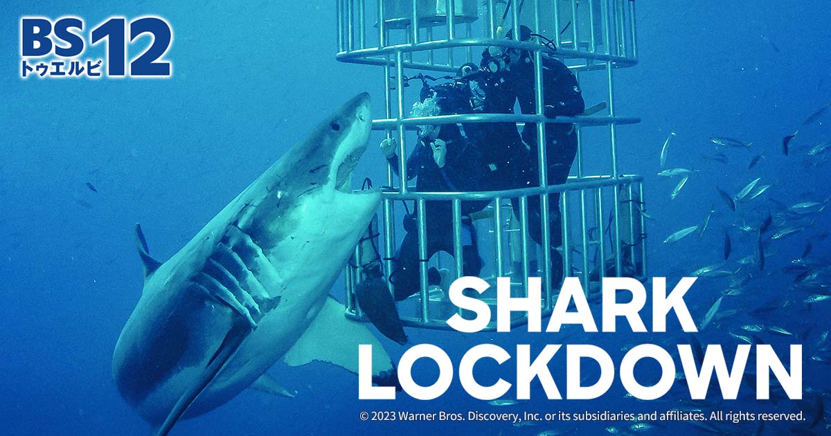 shark-lockdown-OGi.jpg