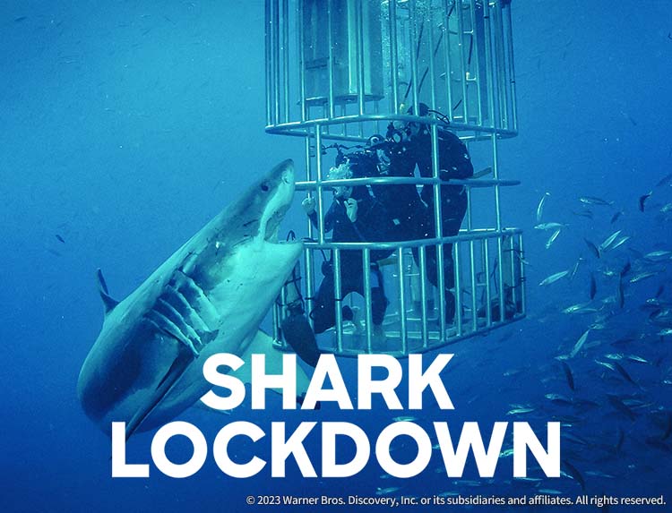 希少 トムブラウン シャークネクタイ サメ トムブラウン シャーク