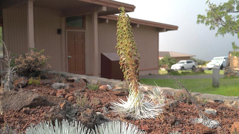 149「マウイ島特集第2弾！世界最大級休火山ハレアカラサンセット＆星空