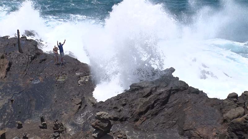 ✨✨✨オオハマボウ中株【麗粒イボ系◎太幹山形】検/オキナワガンピ・パッケージ品 ✨✨✨オオハマボウ中株【麗粒イボ系◎太幹山形】検/オキナワガンピ
