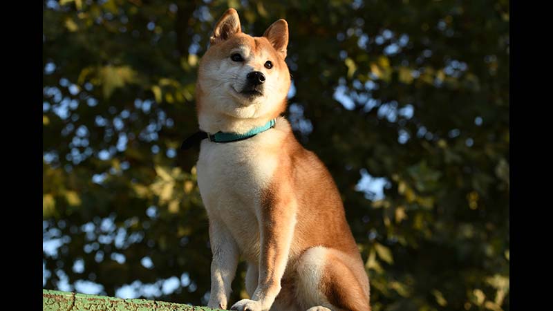 映画 劇場版「柴公園」 | 無料ドラマ・映画 | BS無料放送ならBS12