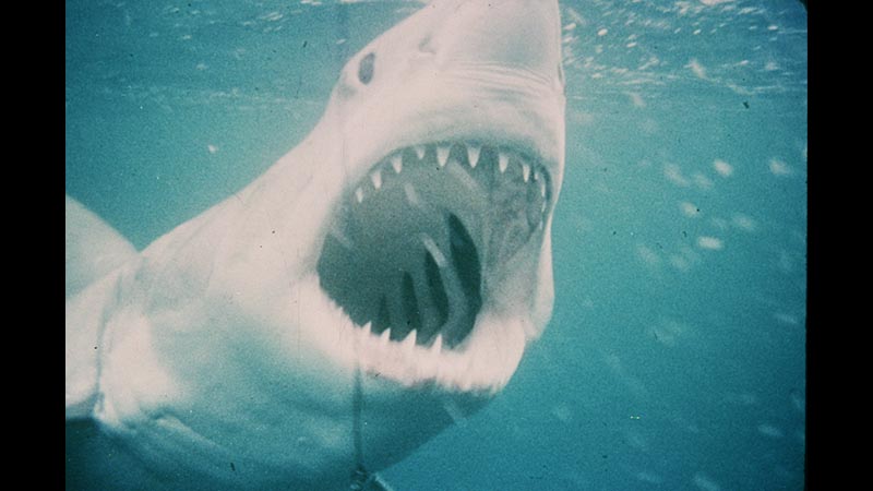 JAWS／ジョーズ | 土曜洋画劇場（海外映画テレビ番組） | 無料ドラマ